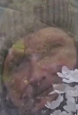 Фотография Пантелеймонов Дмитрий Алексеевич, погибший солдат СВО